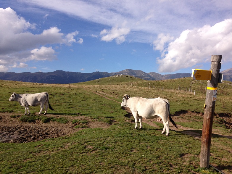 Molló et deux vaches