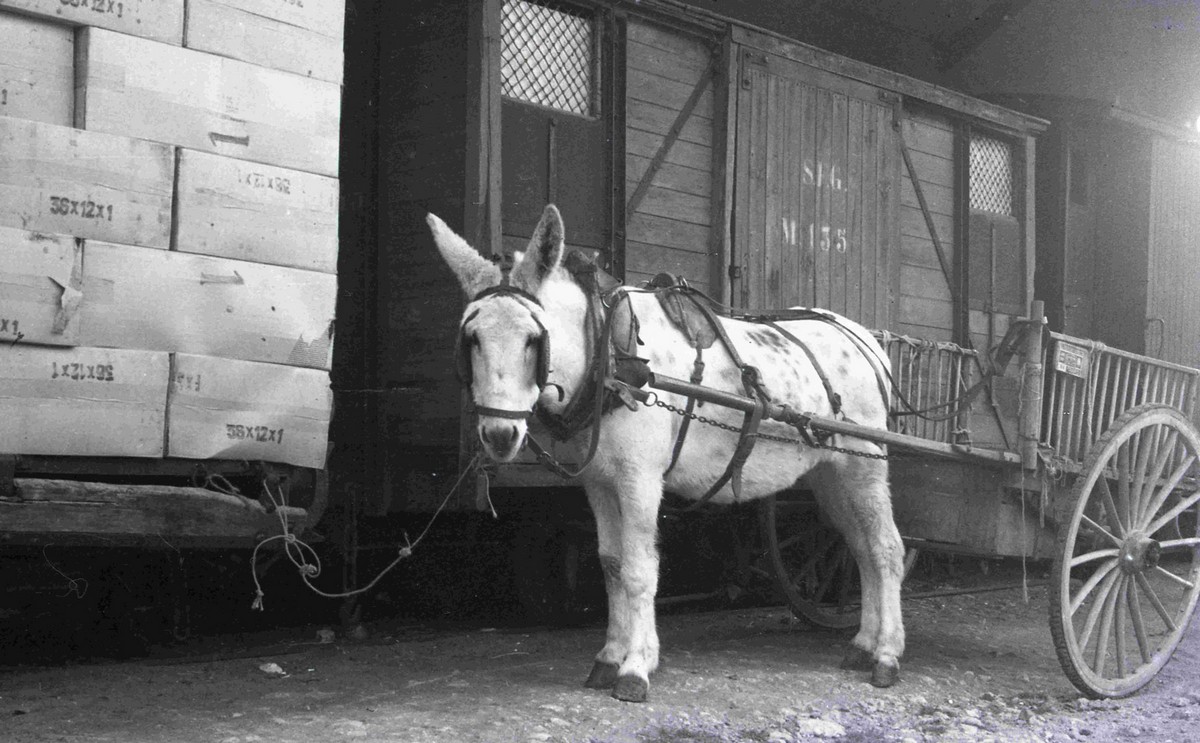 Curro amb una carreta lligat a un vagó de plataforma carregat de paquets