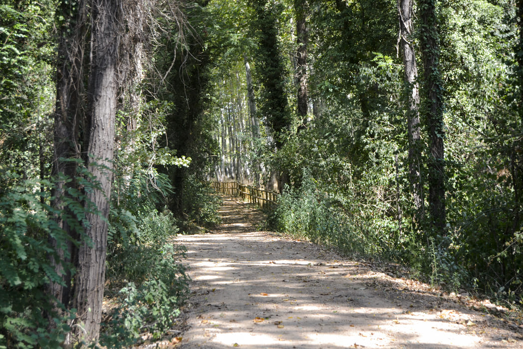 Voie verte Route du Pla Gironès Sud forêt