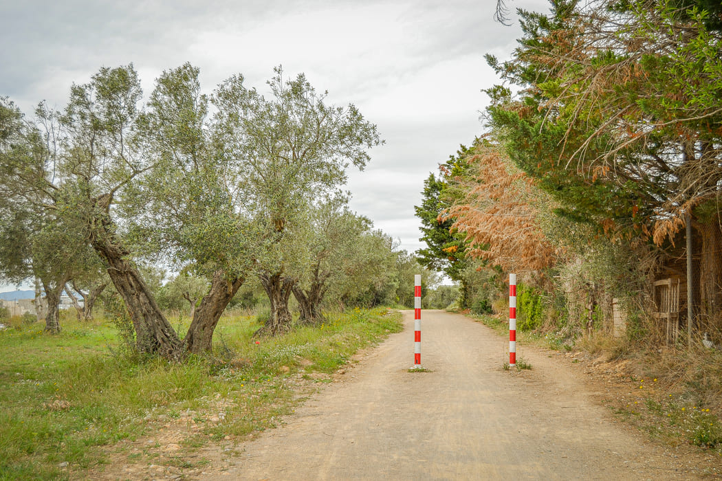 itinéraire camí vell Torroella à l'Estartit, avec des oliveraies à côté